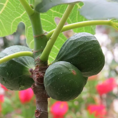 Apartment Inviting Near Mala Mandra Mandre